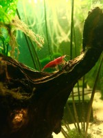 /album/fotogalerij/red-sakura-zwanger-jpg/